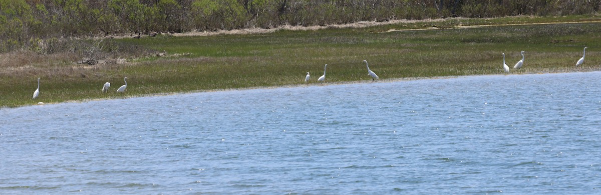 Snowy Egret - burton balkind