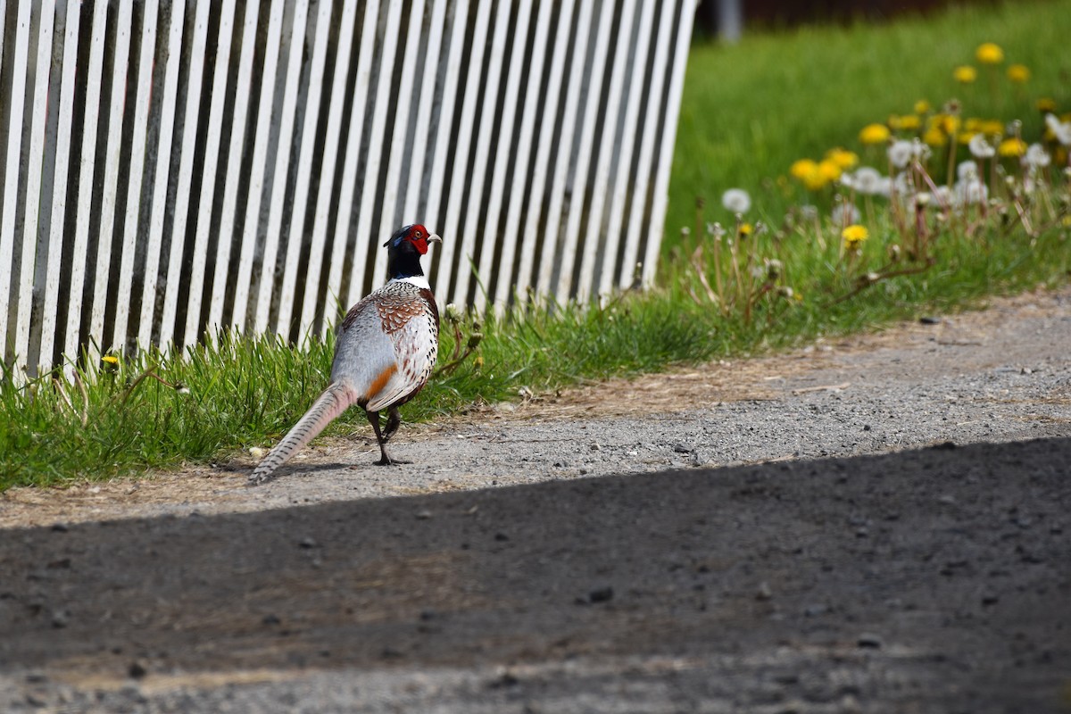 Ring-necked Pheasant - Shauna Rasband