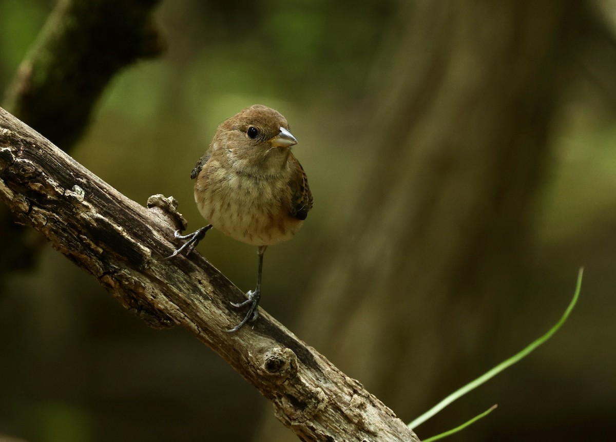 Indigo Bunting - Grace Simms  🐦‍⬛