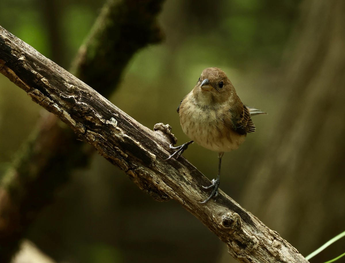 Indigo Bunting - Grace Simms  🐦‍⬛