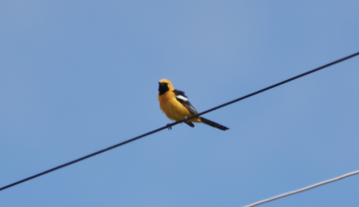 Hooded Oriole - Isa Dav