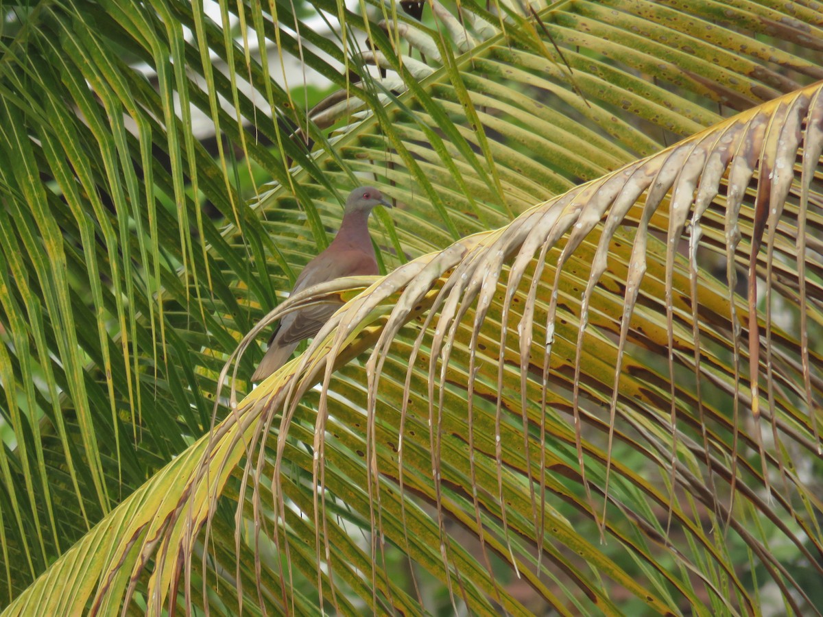 Pale-vented Pigeon - Sam Holcomb