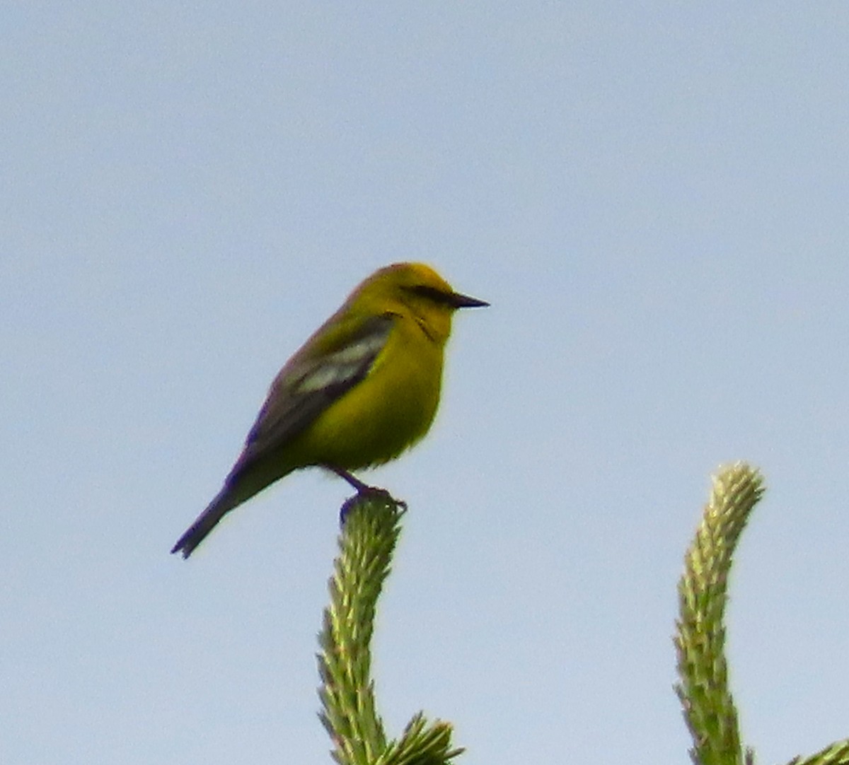 Blue-winged Warbler - Henny  Giles