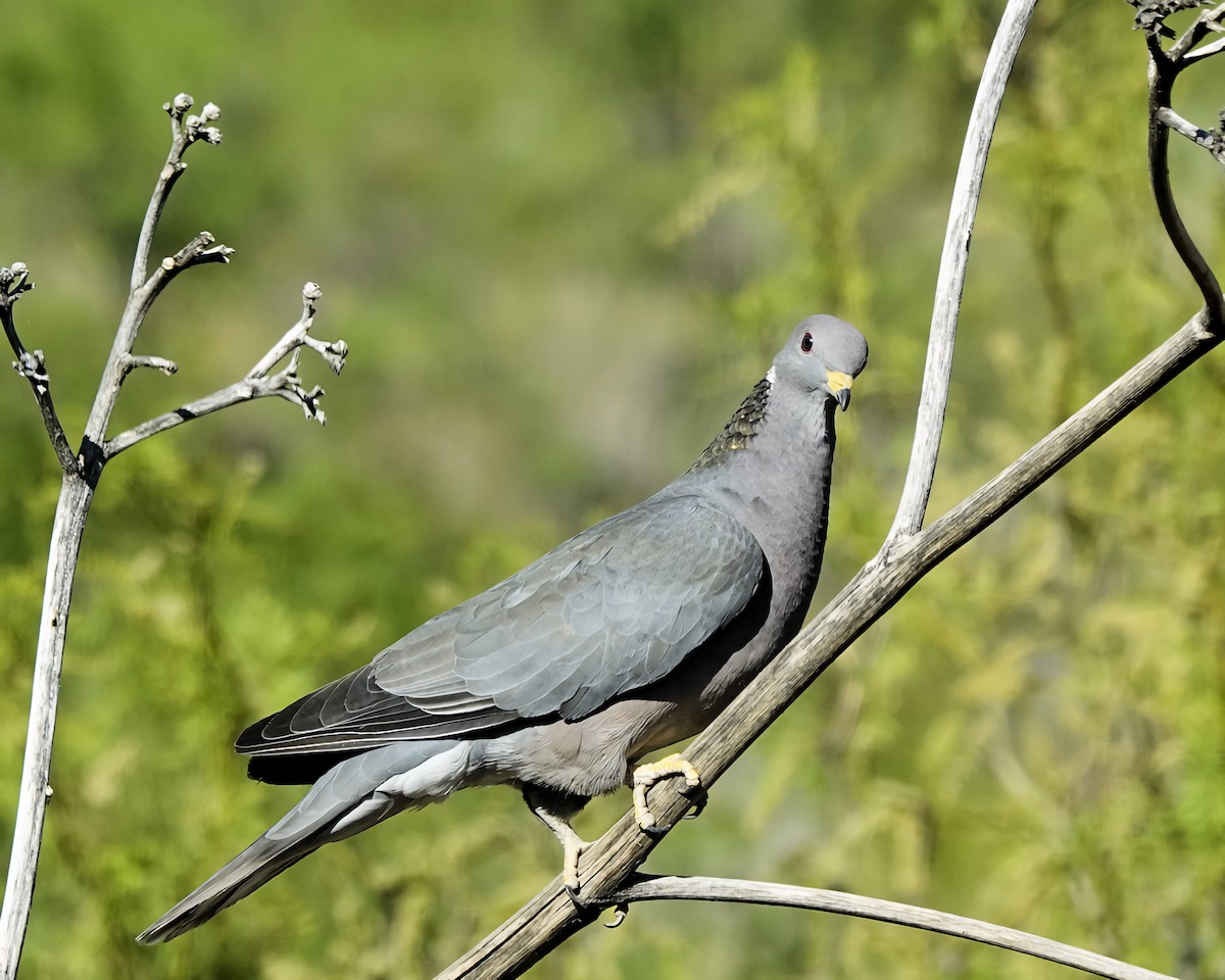 Band-tailed Pigeon - Marie Ostrander