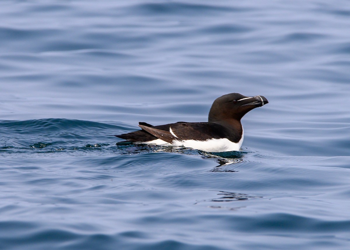 Razorbill - Dennis Elder