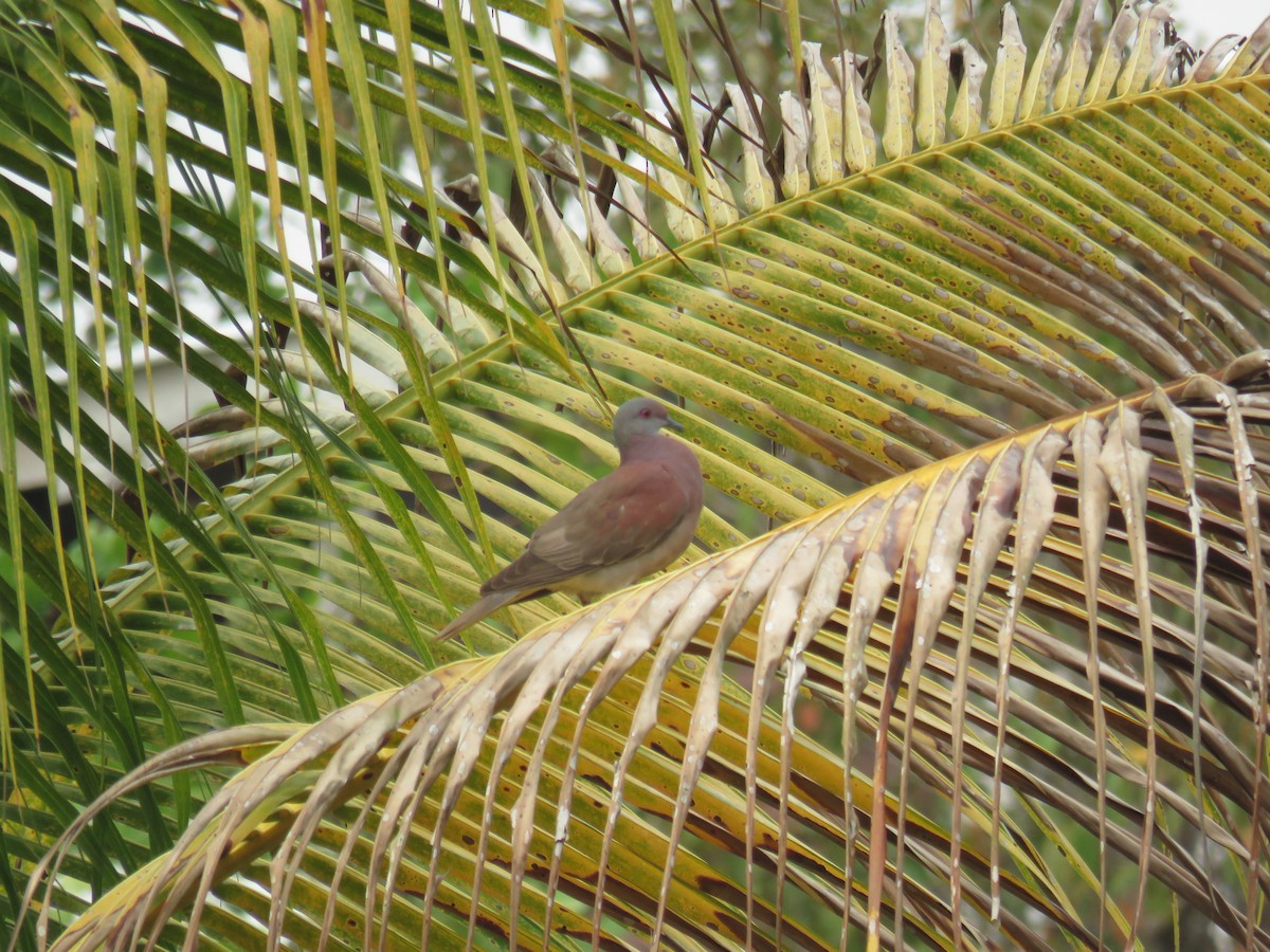 Pale-vented Pigeon - Sam Holcomb