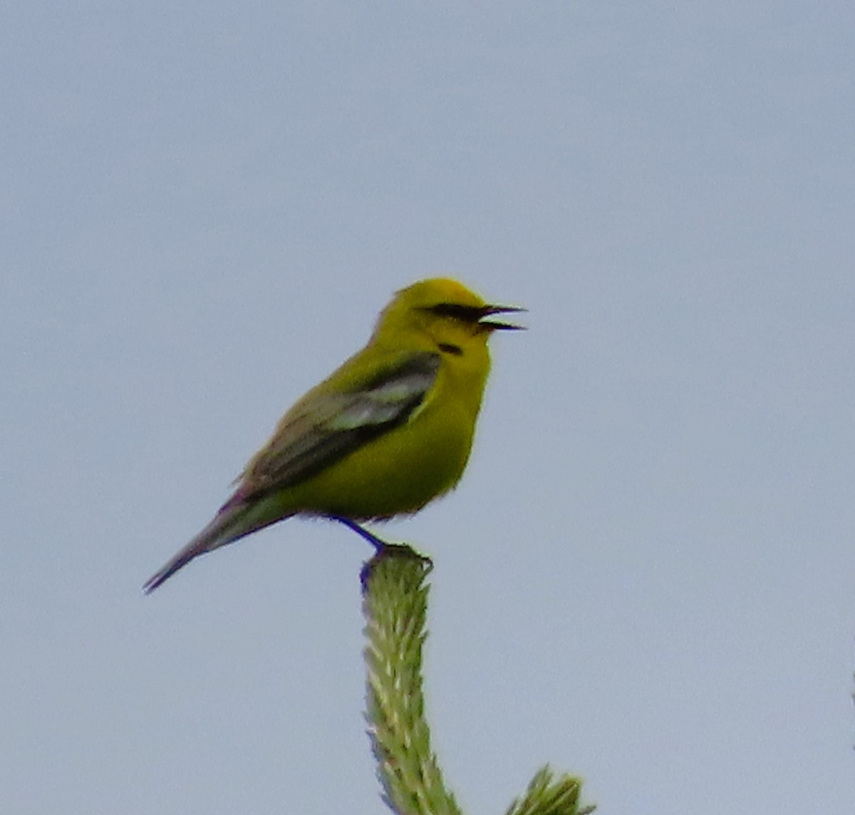 Blue-winged Warbler - Henny  Giles