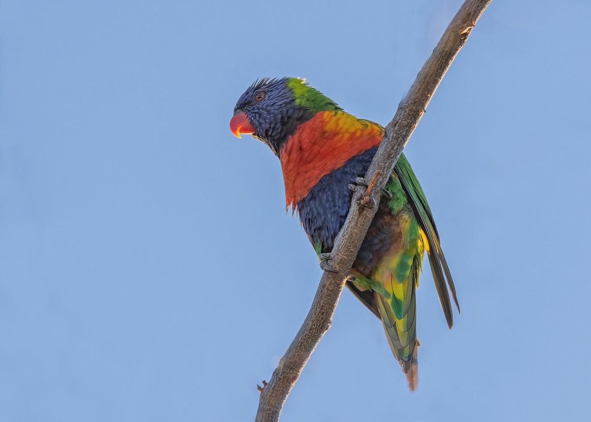 Rainbow Lorikeet - Julie Clark