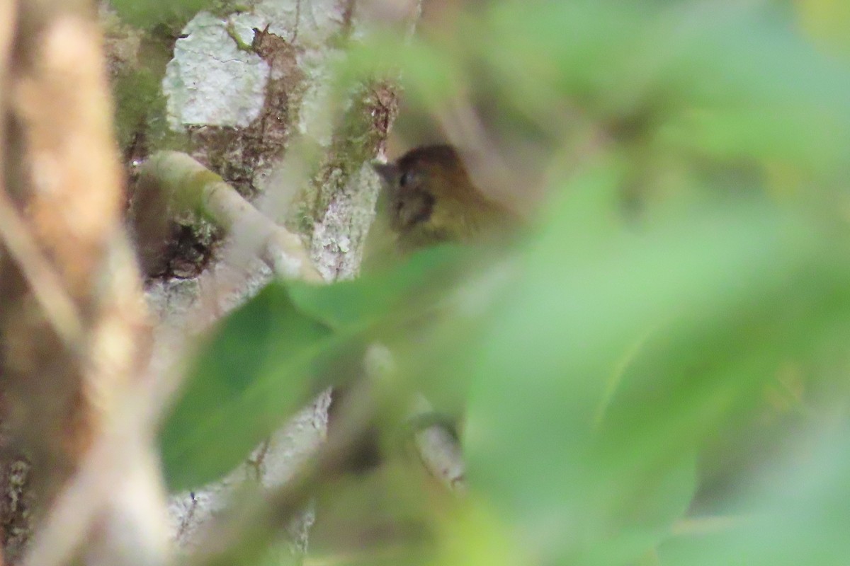 Sepia-capped Flycatcher - David Brinkman