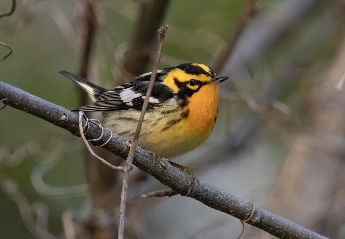 Blackburnian Warbler - Carolyn Bennett