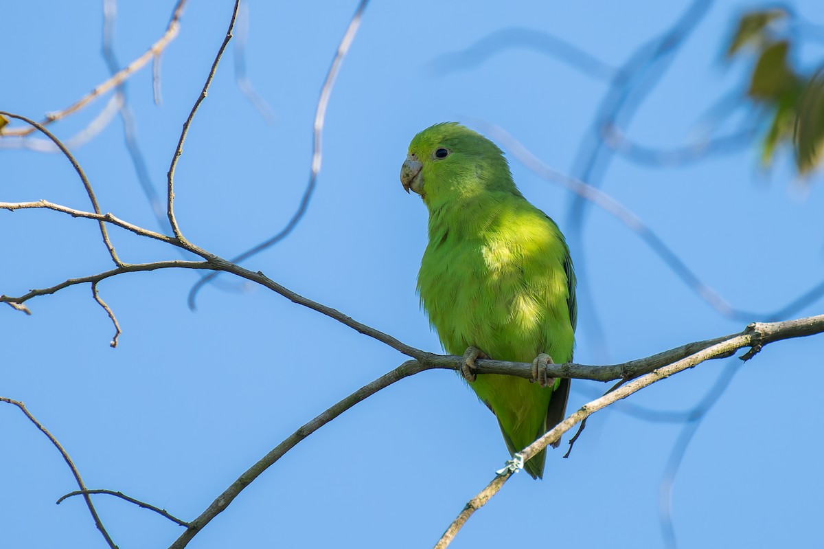 Blauflügel-Sperlingspapagei - ML619594397