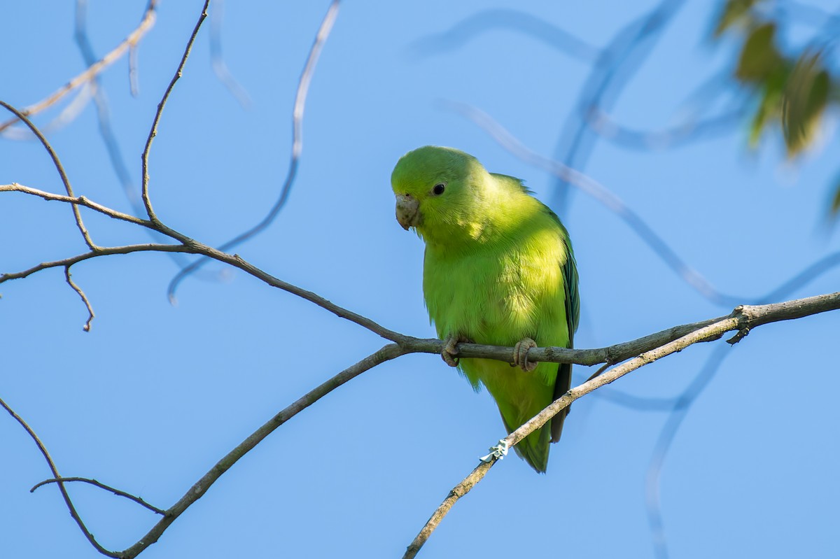 Blauflügel-Sperlingspapagei - ML619594398