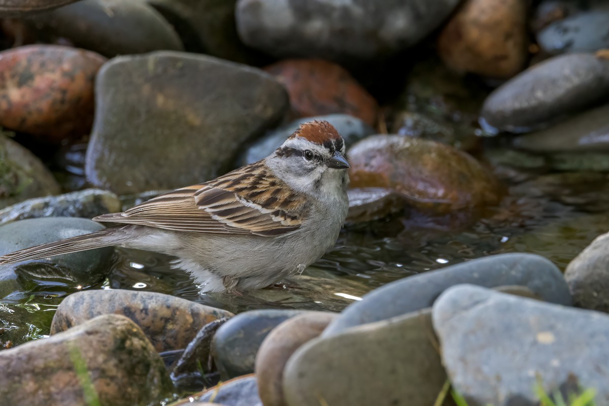 Chipping Sparrow - Ric mcarthur