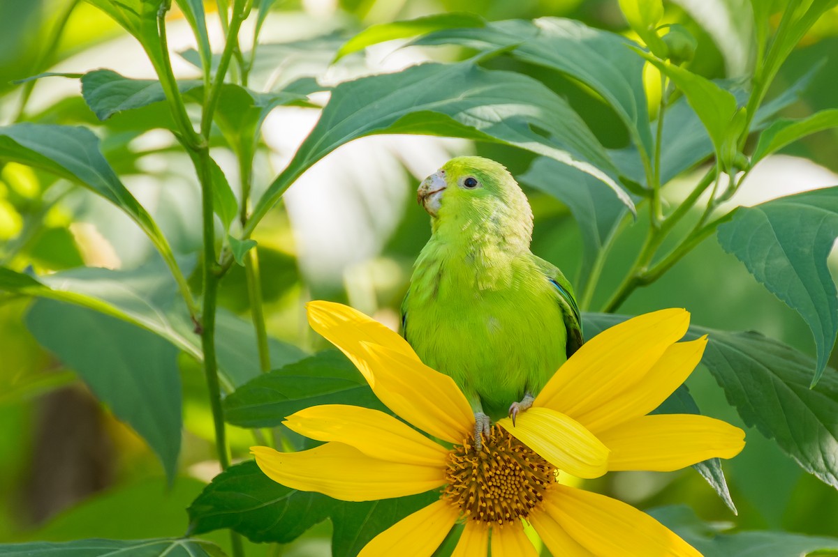 Cobalt-rumped Parrotlet - Marcelo  Telles