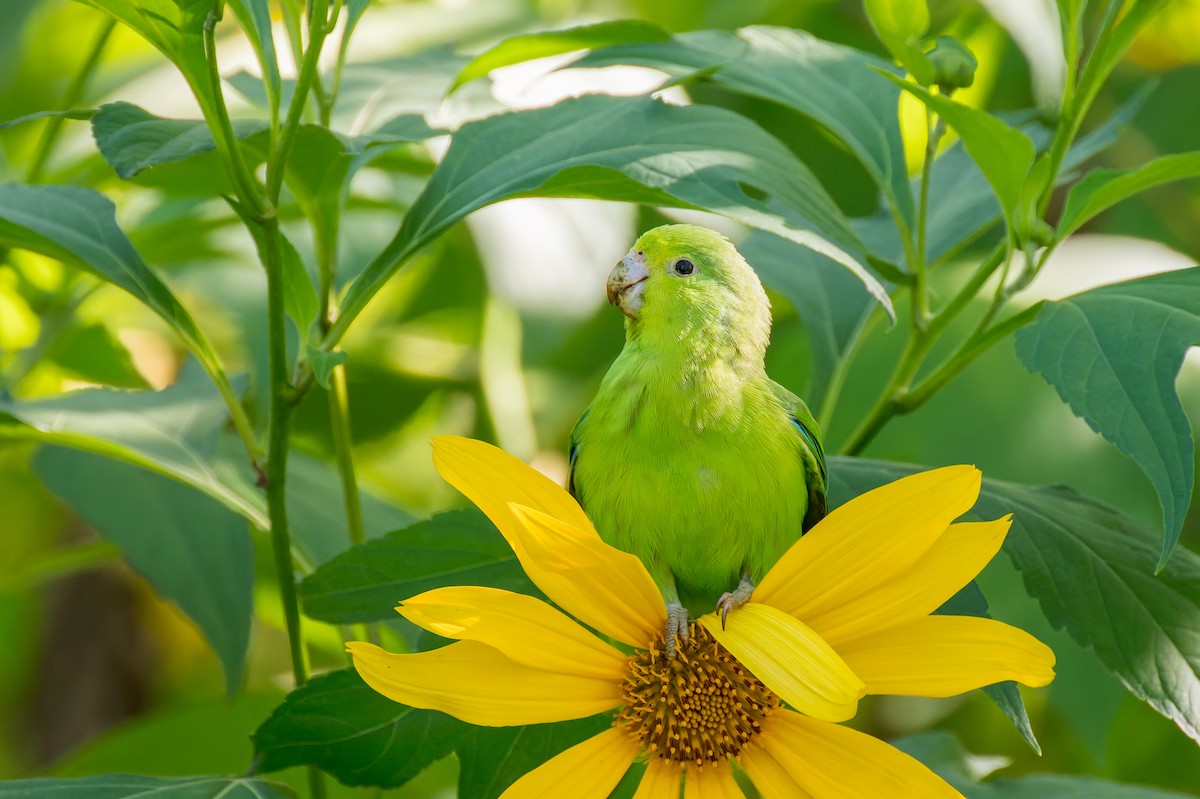 Cobalt-rumped Parrotlet - Marcelo  Telles