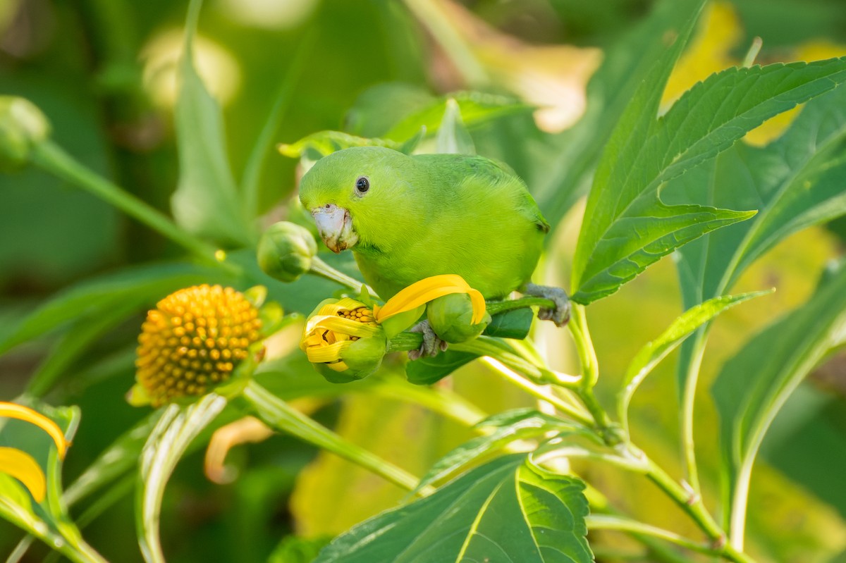 Cobalt-rumped Parrotlet - Marcelo  Telles