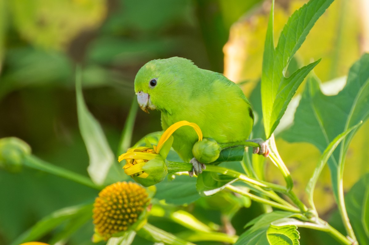 Cobalt-rumped Parrotlet - Marcelo  Telles