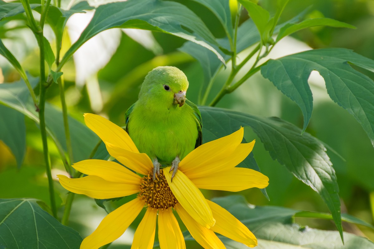 Cobalt-rumped Parrotlet - Marcelo  Telles