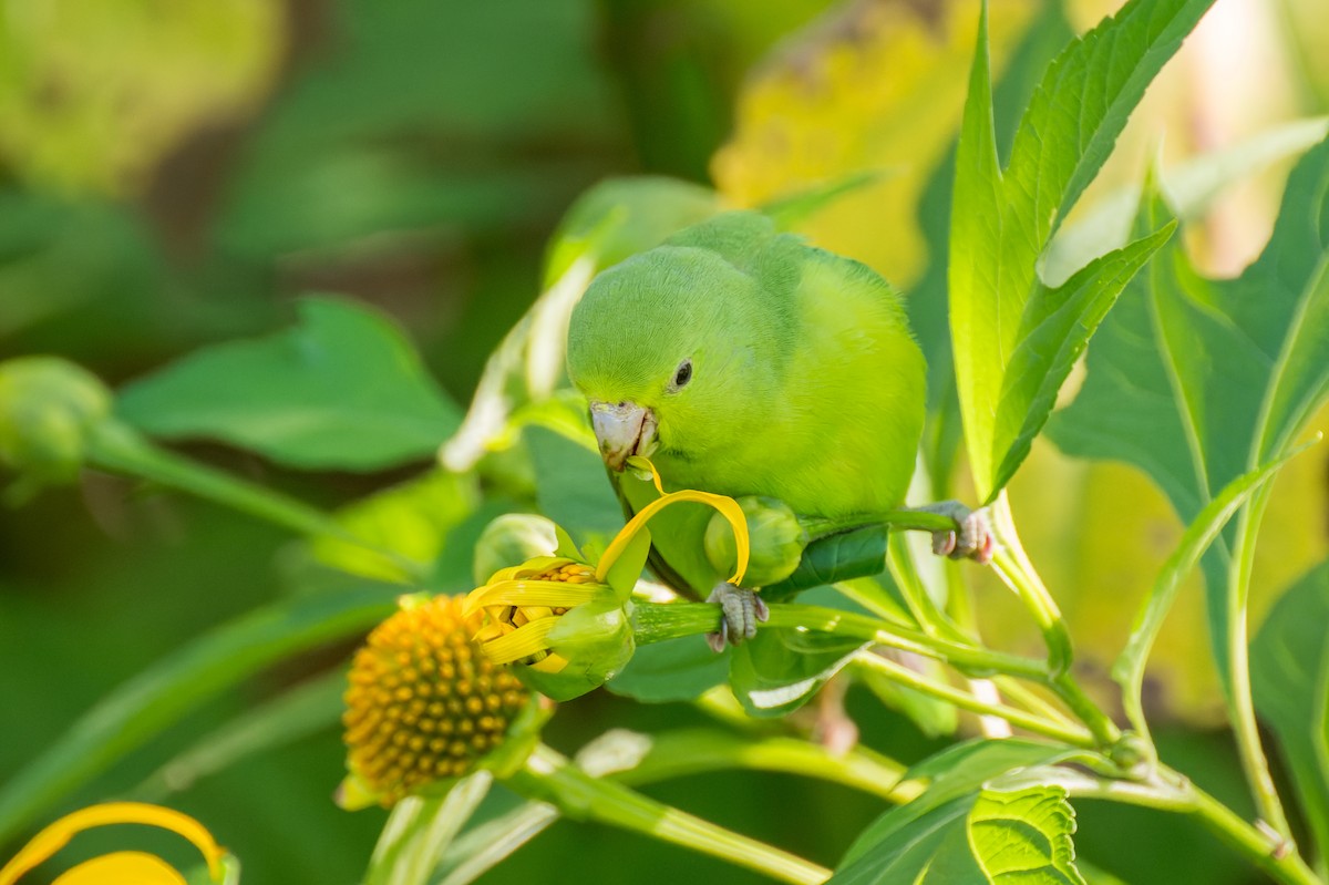 Cobalt-rumped Parrotlet - Marcelo  Telles