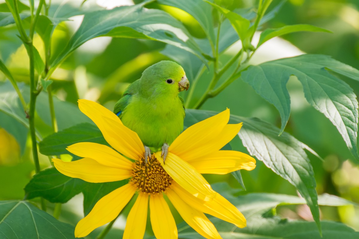 Cobalt-rumped Parrotlet - Marcelo  Telles