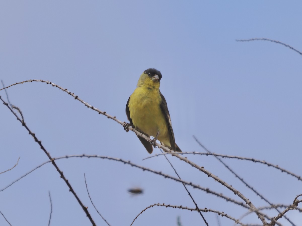 Lesser Goldfinch - Isa Dav