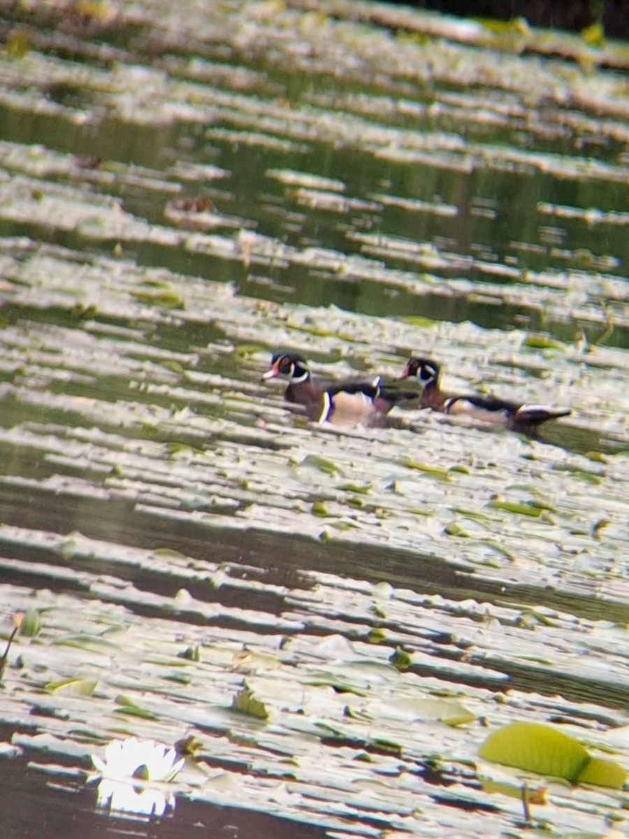 Wood Duck - F. Rainey