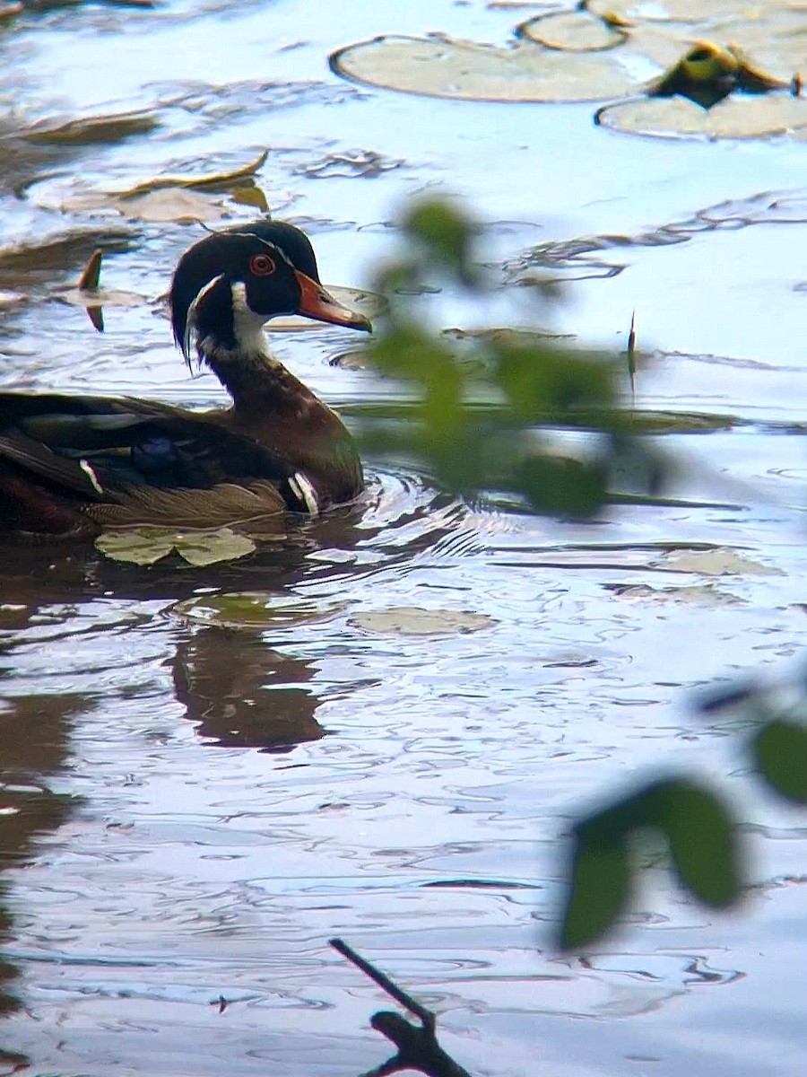 Wood Duck - F. Rainey