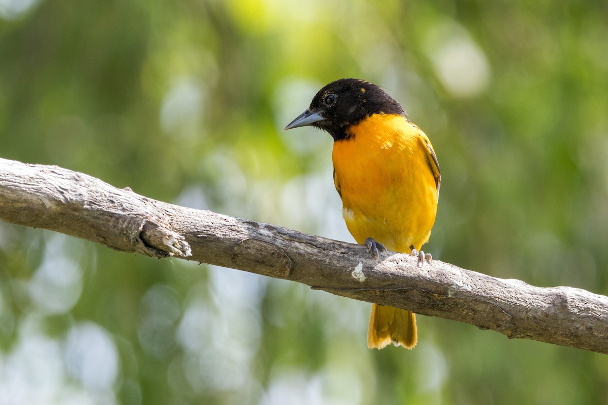 Baltimore Oriole - Ric mcarthur