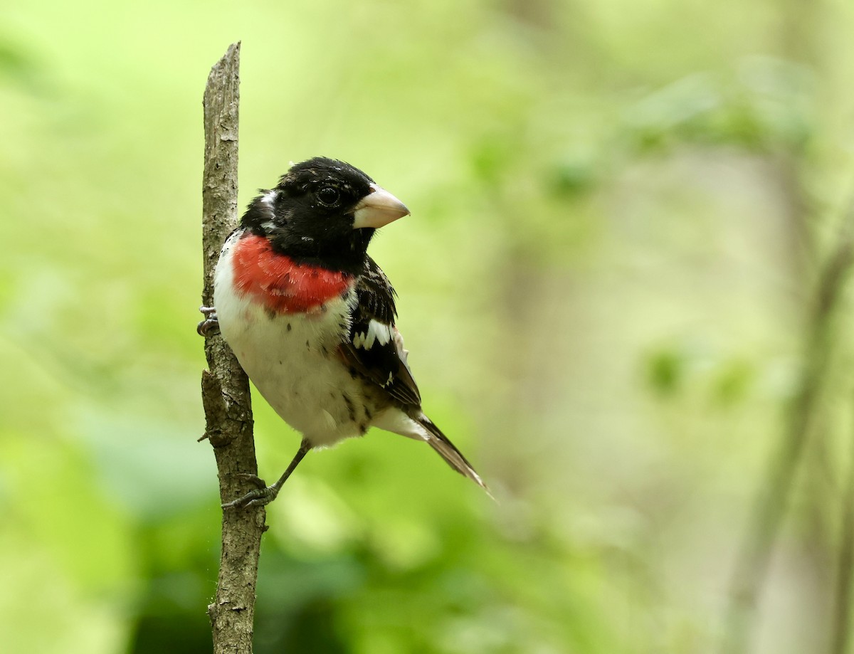 Rose-breasted Grosbeak - Grace Simms  🐦‍⬛