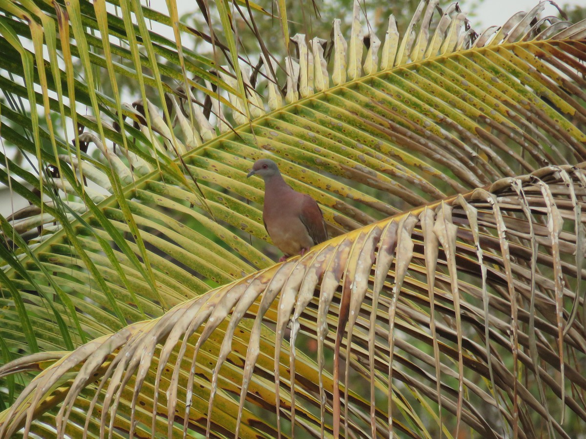 Pale-vented Pigeon - Sam Holcomb