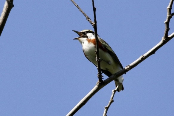 Chestnut-sided Warbler - Alain Desfossés