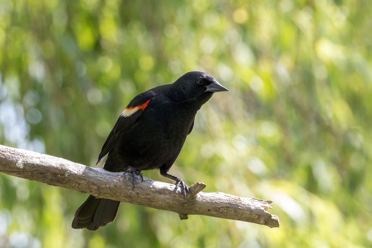 Red-winged Blackbird - Ric mcarthur