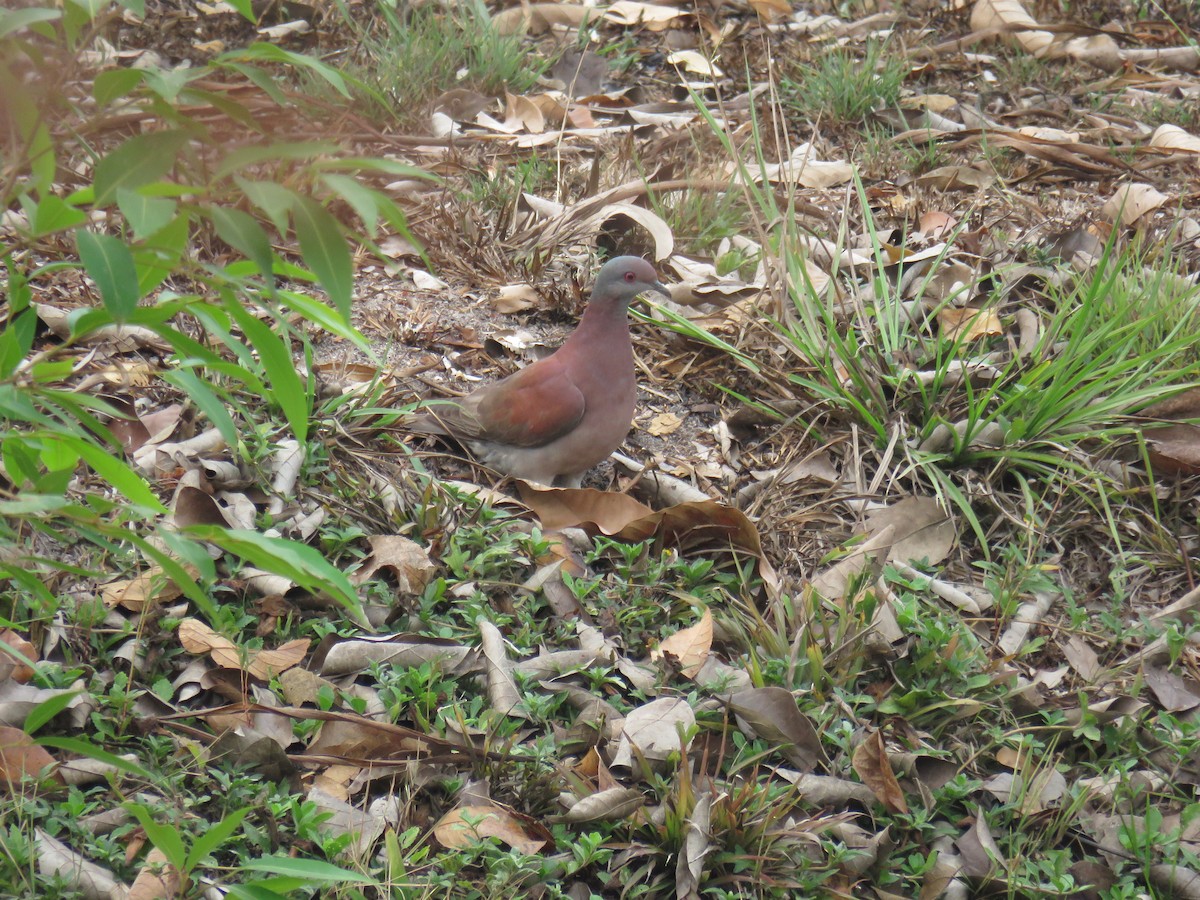 Pale-vented Pigeon - Sam Holcomb