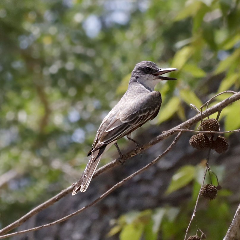 Gray Kingbird - Michel M.Izquierdo