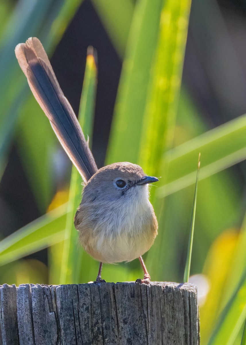 Variegated Fairywren - Julie Clark