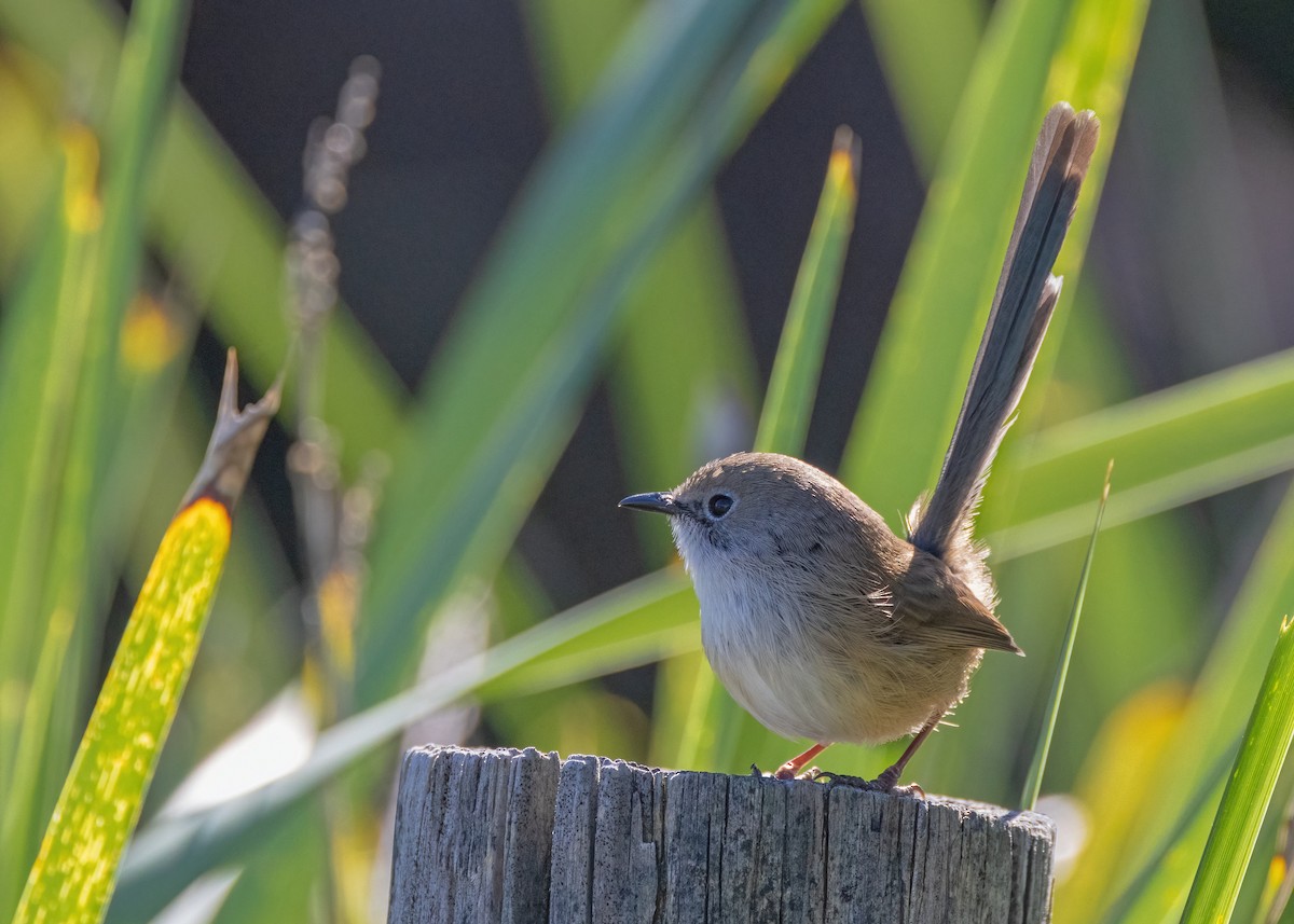 Variegated Fairywren - Julie Clark