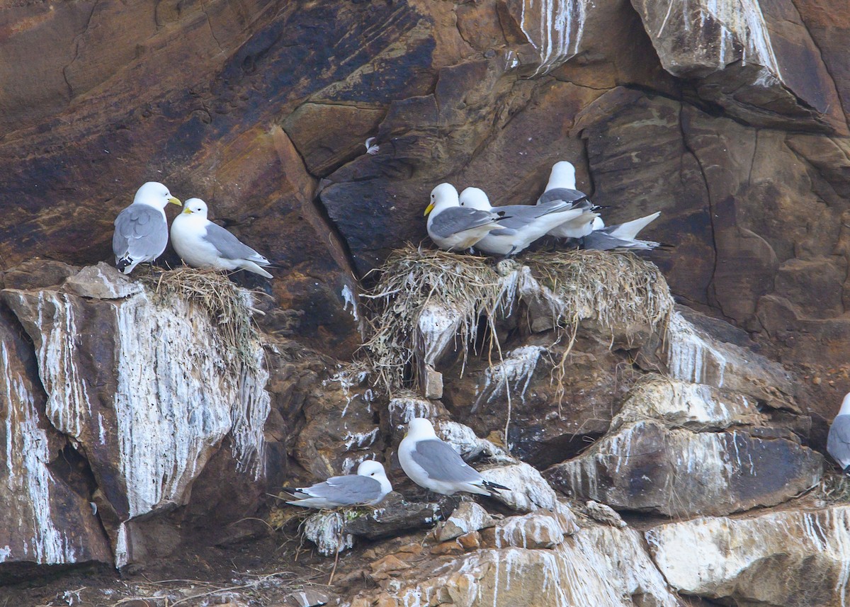 Black-legged Kittiwake - Dennis Elder