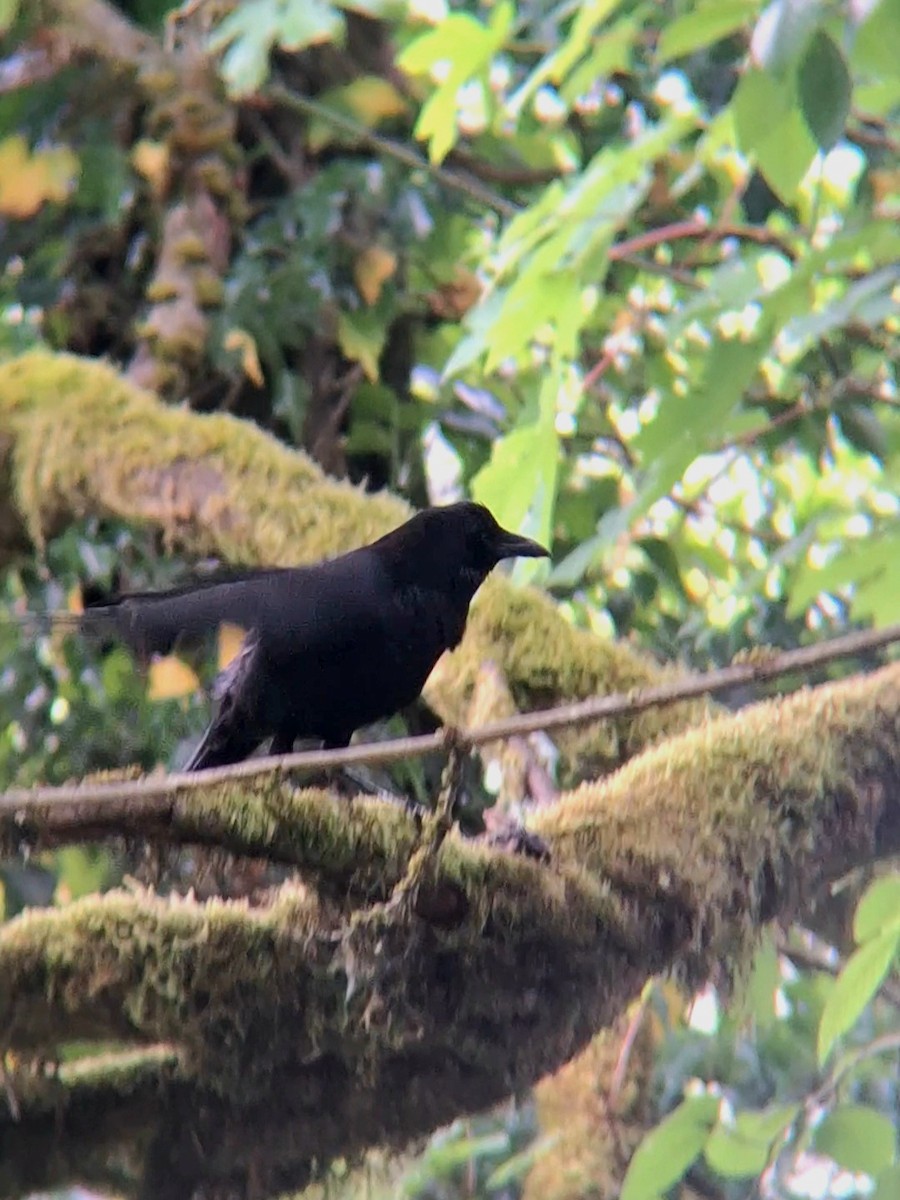 American Crow - F. Rainey