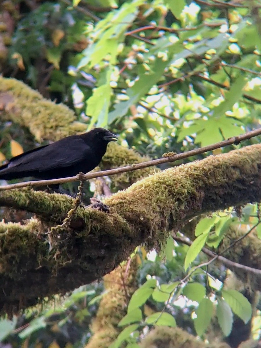 American Crow - F. Rainey