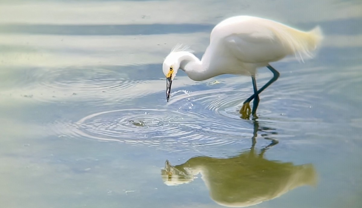 Snowy Egret - ML619594472