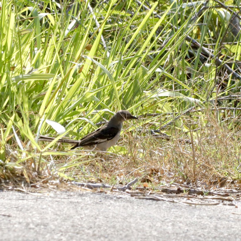 Northern Mockingbird - Michel M.Izquierdo