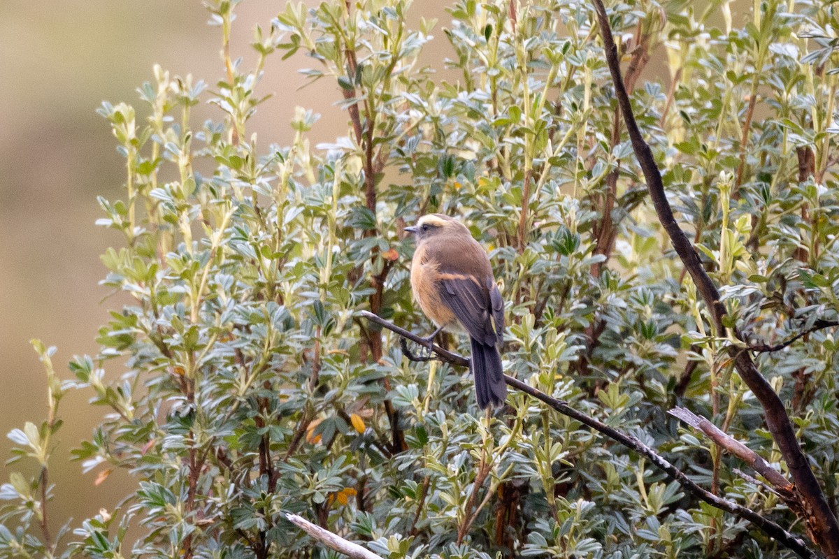 Brown-backed Chat-Tyrant - ML619594480