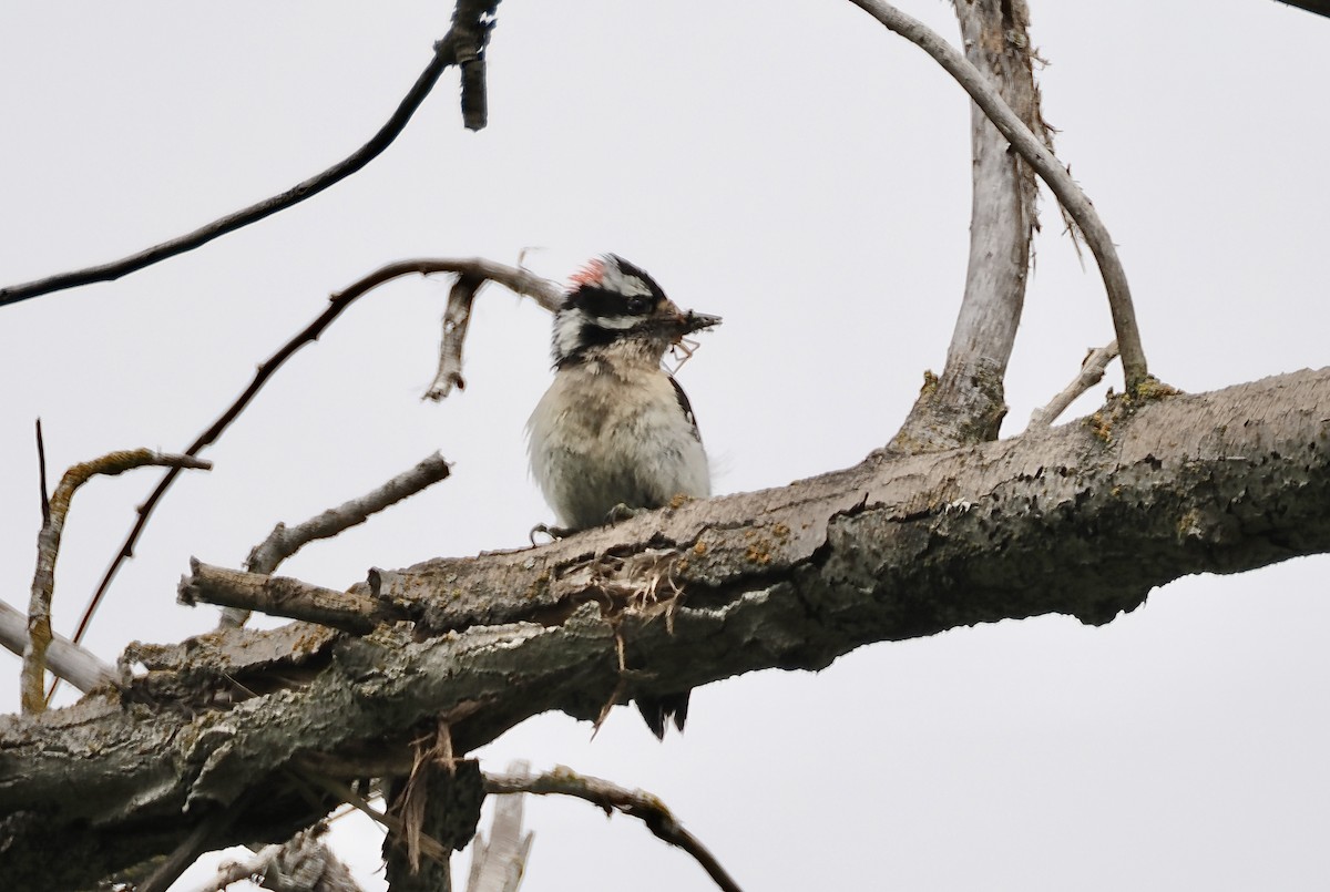 Downy Woodpecker - Isa Dav