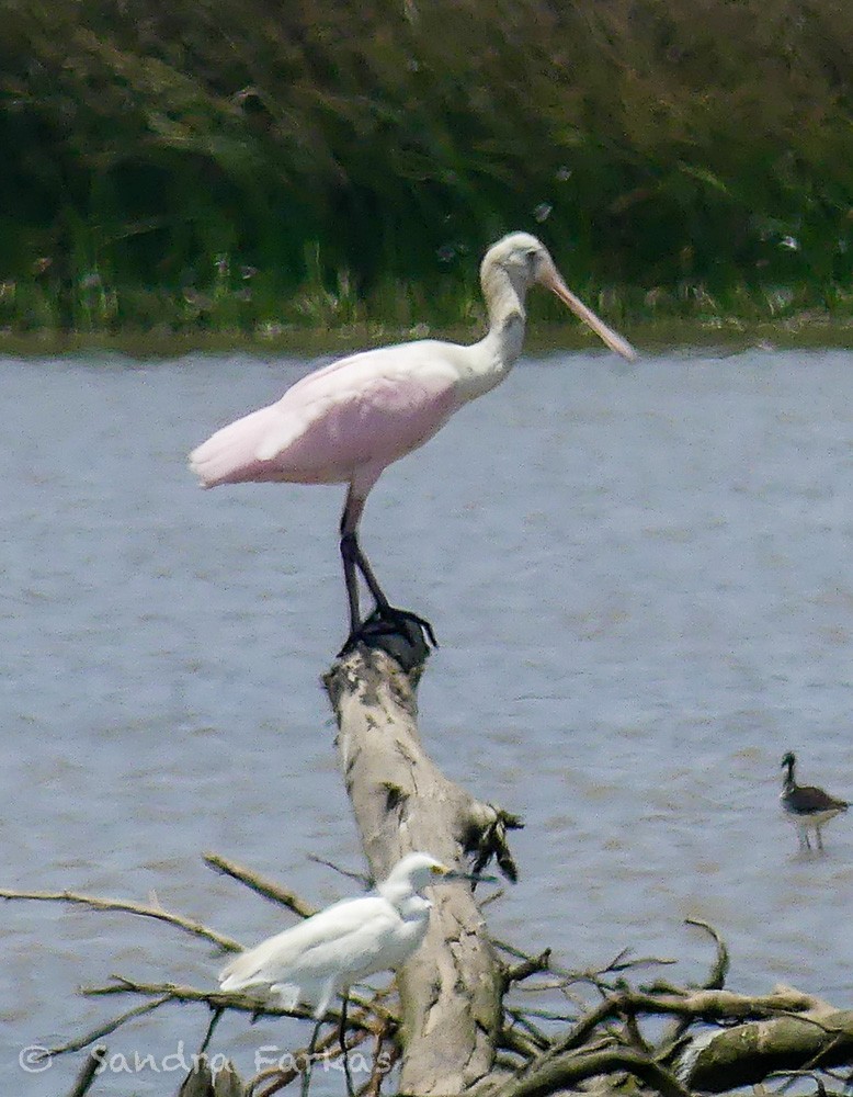 Roseate Spoonbill - Sandra Farkas