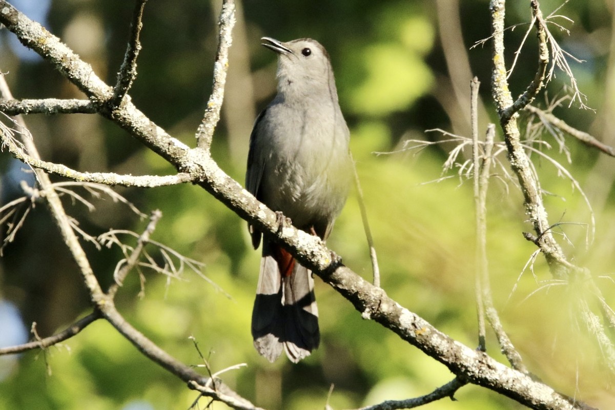 Gray Catbird - ML619594486