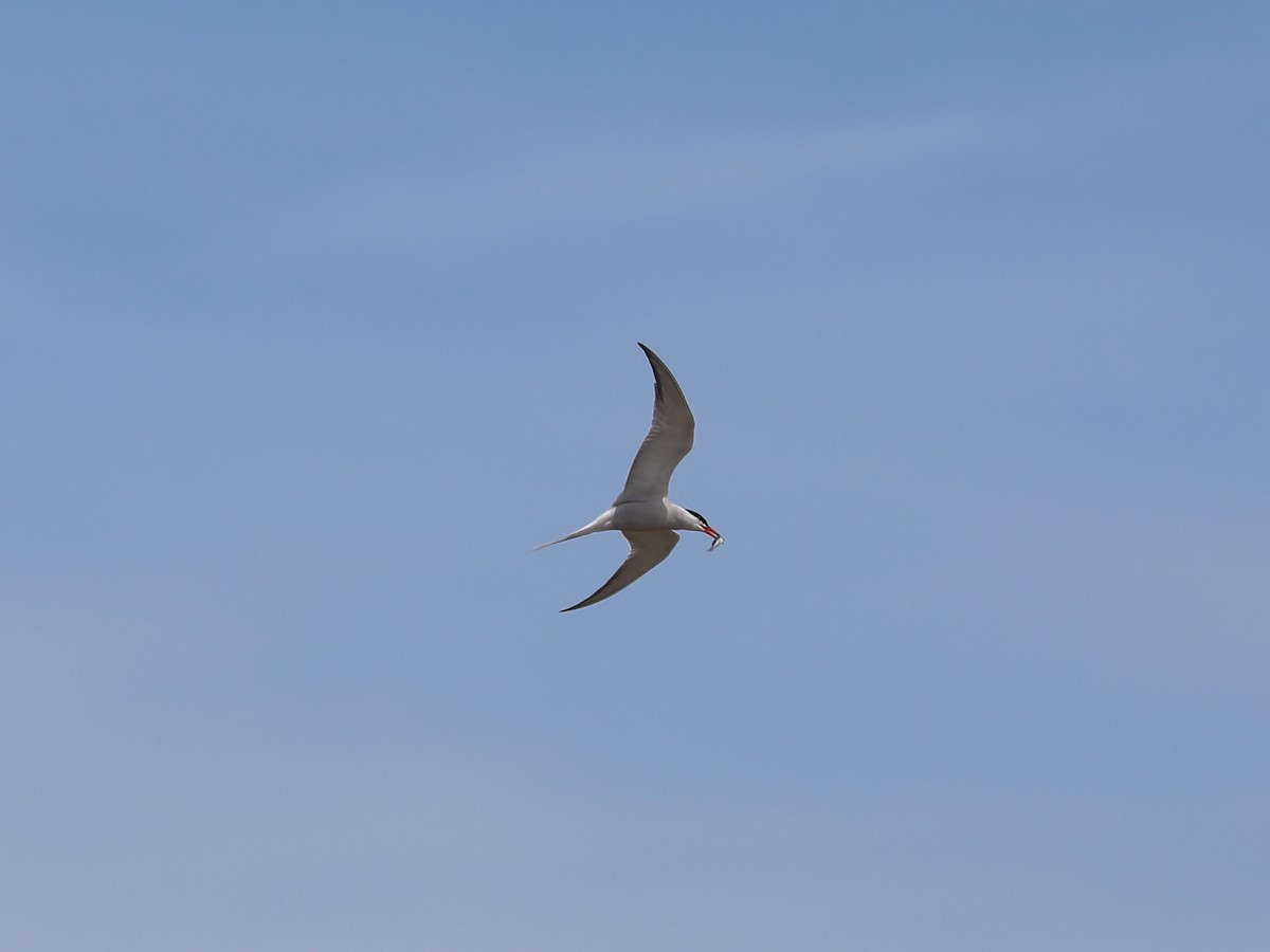 Common Tern - Daniel Hinnebusch