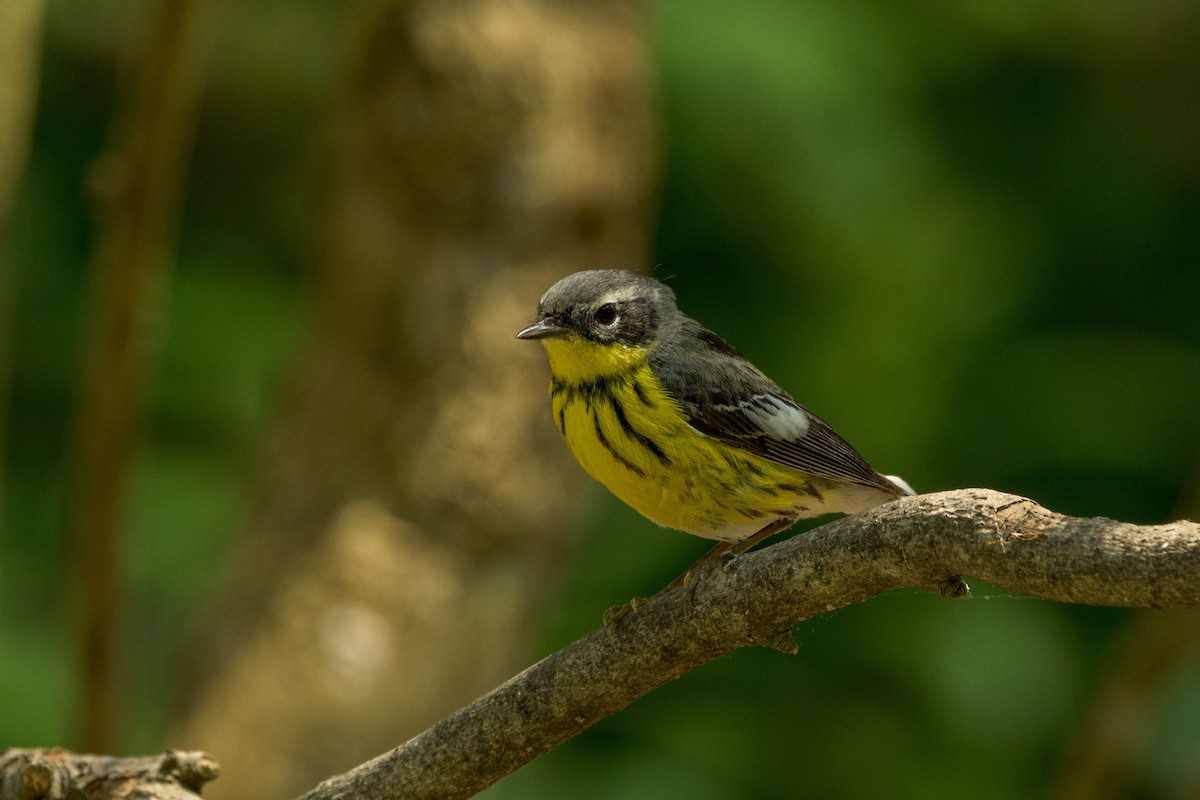 Magnolia Warbler - ML619594491