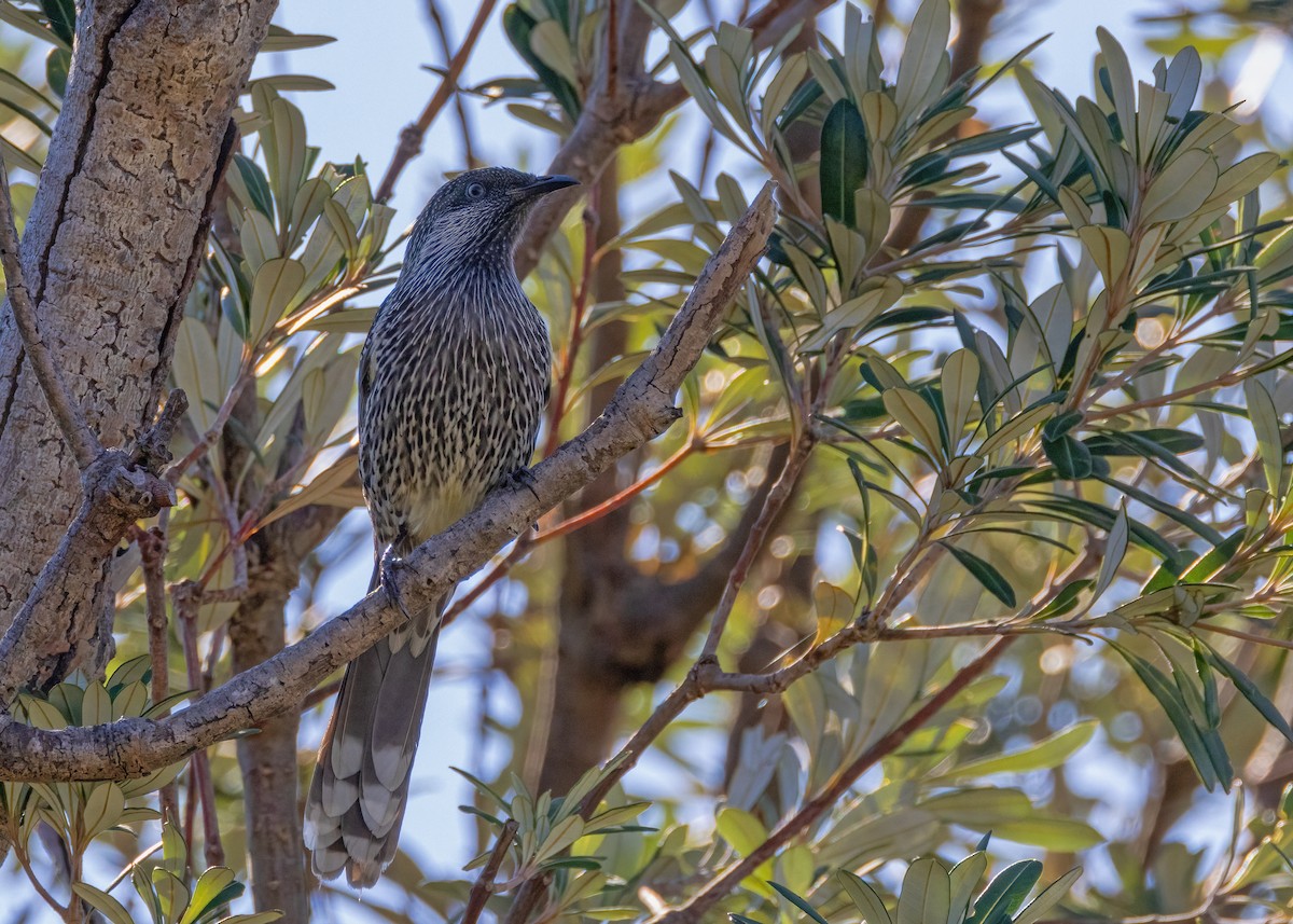 Little Wattlebird - ML619594494