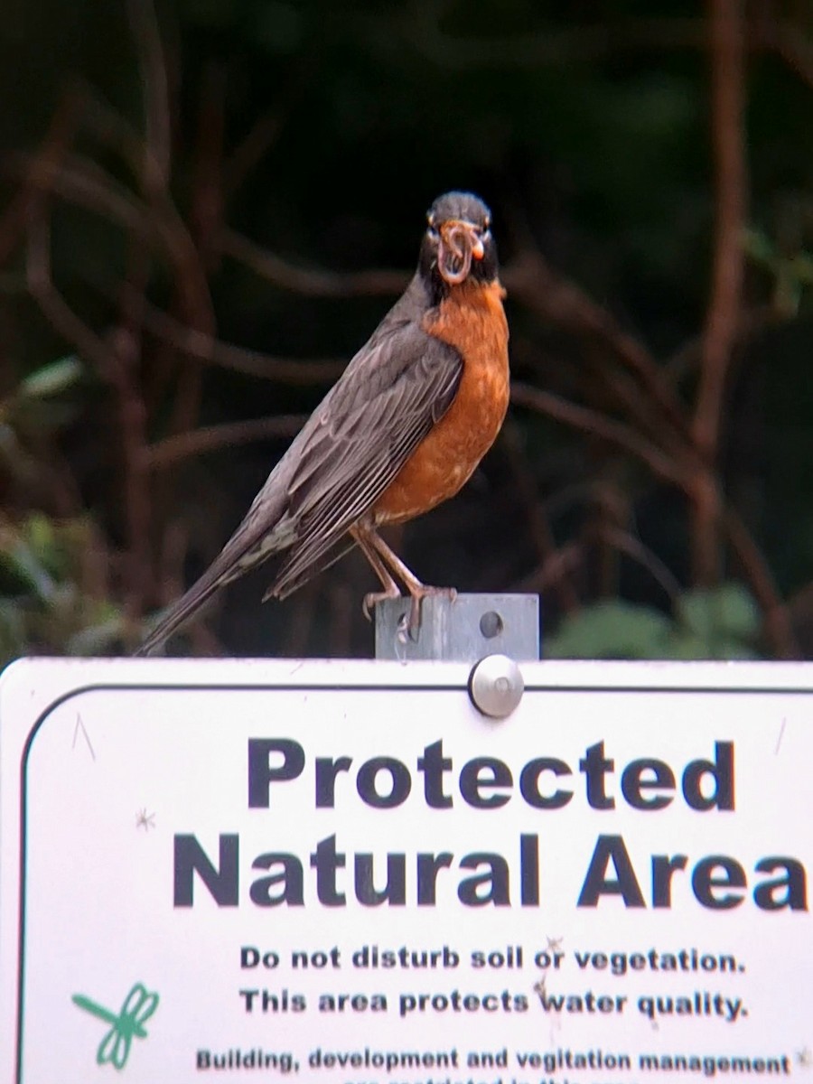 American Robin - F. Rainey