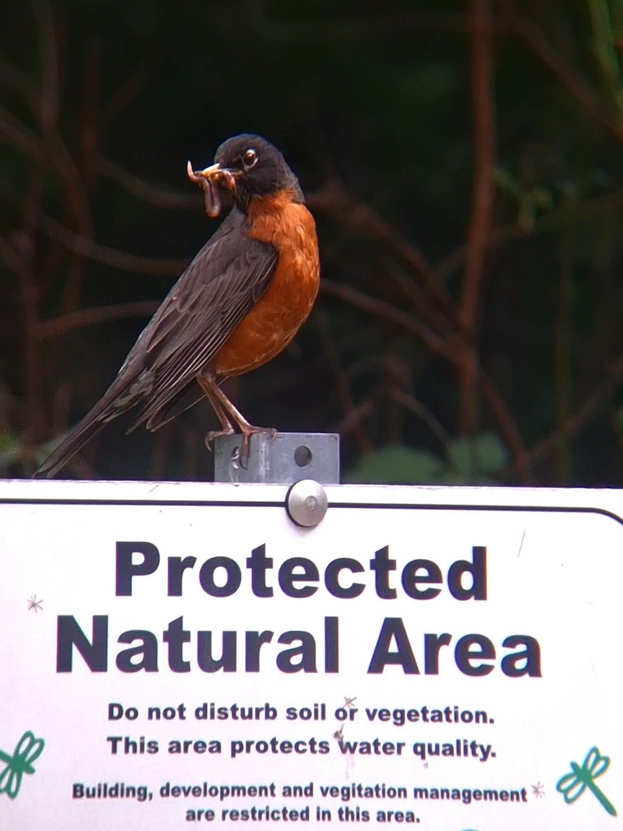 American Robin - F. Rainey